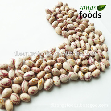 Dry Fava Beans, Fresh Pinto Beans